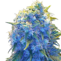 Blue Haze Feminized