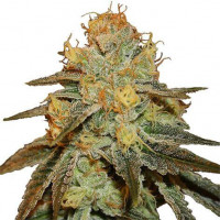 Bruce Banner Feminized