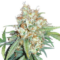 Cherry Pie Feminized