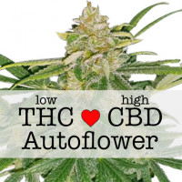 Critical Mass CBD Autoflower