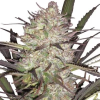 Durban Poison Feminized