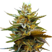 G13 Feminized