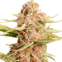 Girl Scout Cookies Extreme Feminized