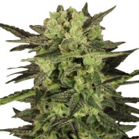 MK Ultra Feminized