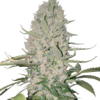 Power Plant Feminized