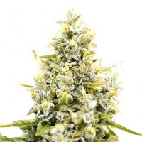 Sunset Sherbet Feminized