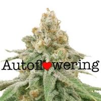 Wedding Cake Autoflower Seeds