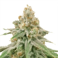 Wedding Cake Feminized