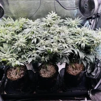 Durban Poison SCROG