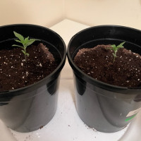 First Time Grower