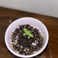 My First Grow