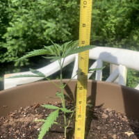 First Outdoor Grow