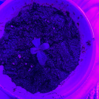 Grow #1 May -2024