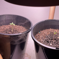 First stealth grow