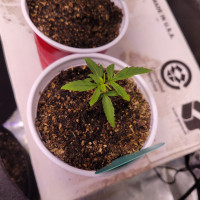 2nd Rd Grow Issues