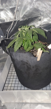 First grow ever