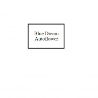 H2 - Blue Dream Auto