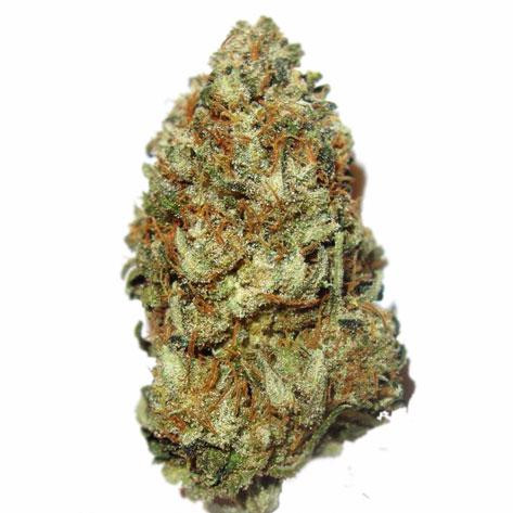 Strain Chocolope Feminized Profile