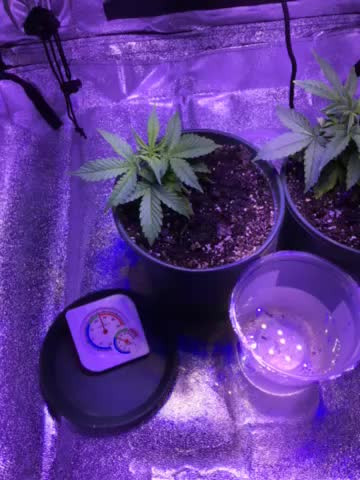 First Time Grow