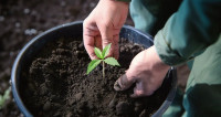 How & When to Transplant Cannabis Seedlings?